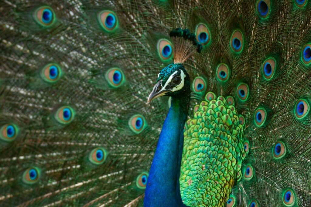 Closeup of an Indian peafowl in Yala National Park