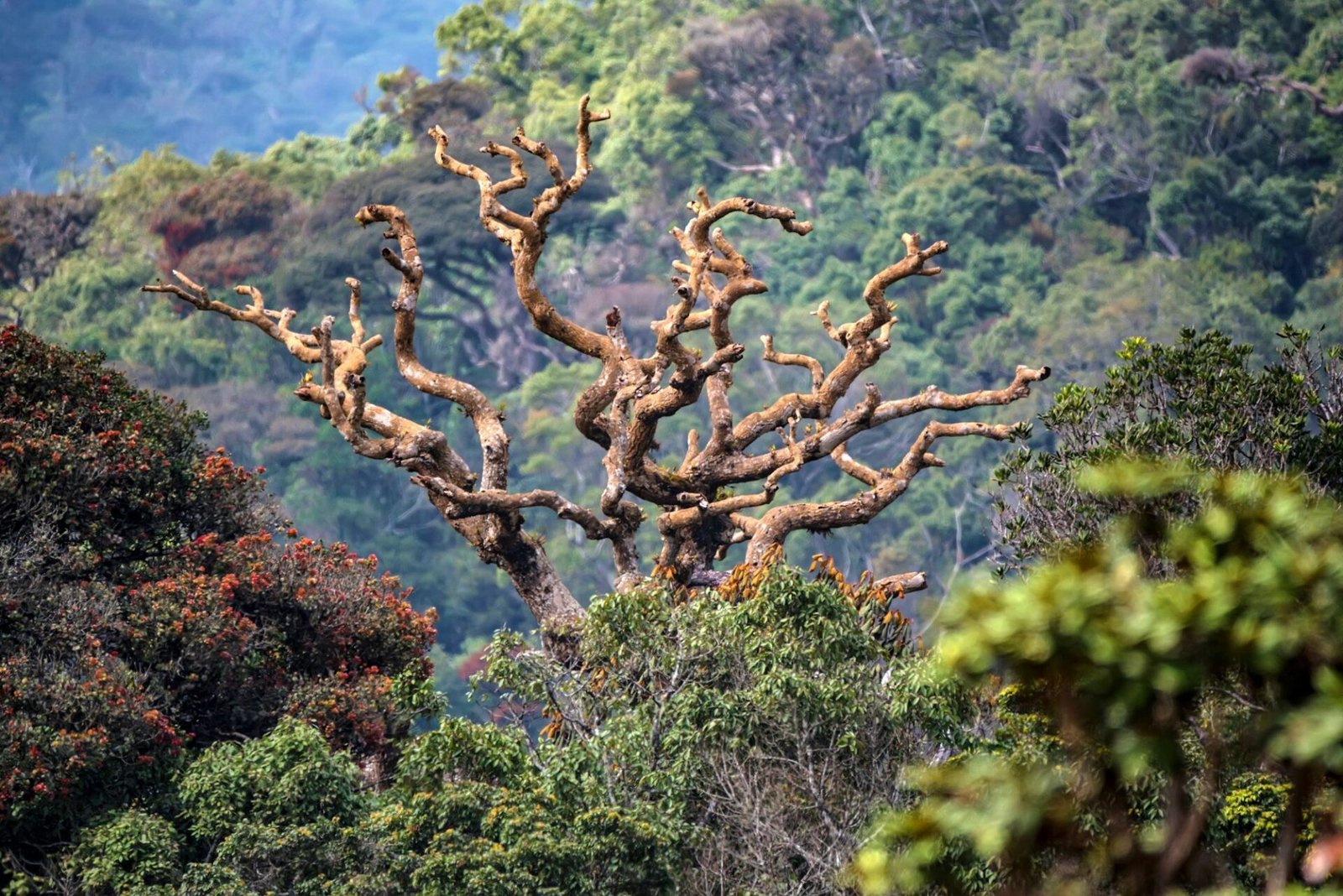 Scenic view in Horton Plains, Sri Lanka