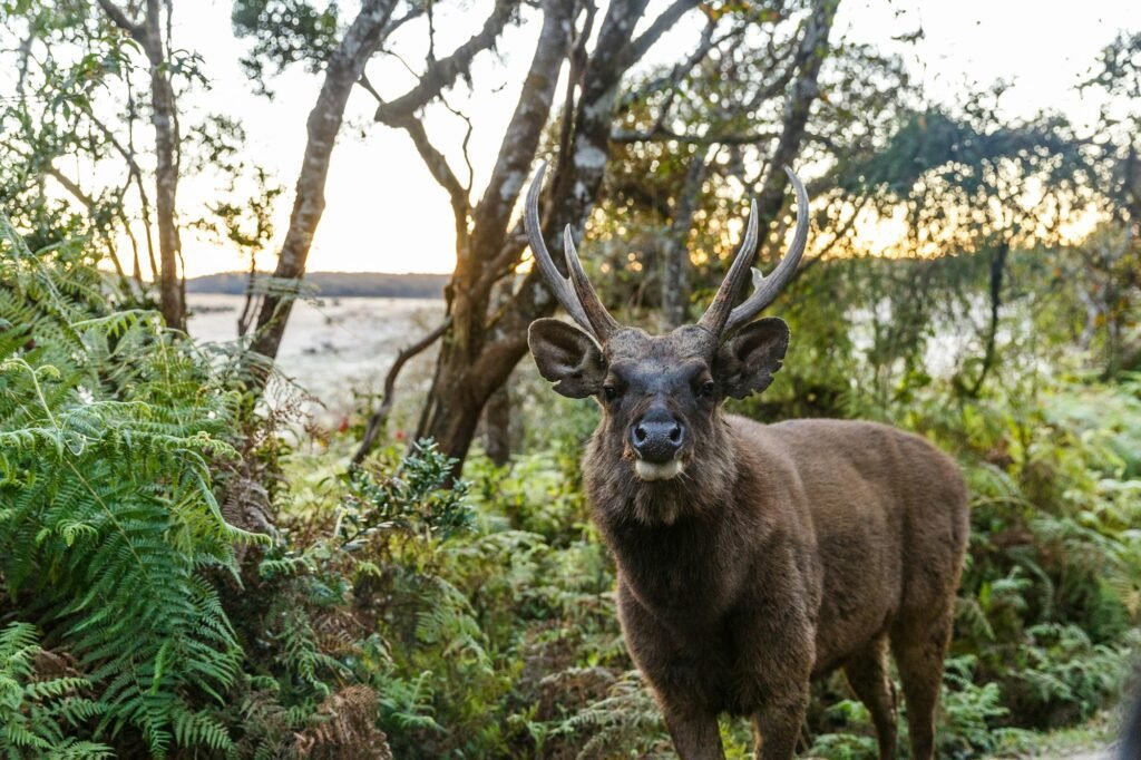 scenic view of wild deer with big horns in natural habitat, sri lanka, horton plains