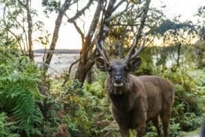 scenic view of wild deer with big horns in natural habitat, sri lanka, horton plains
