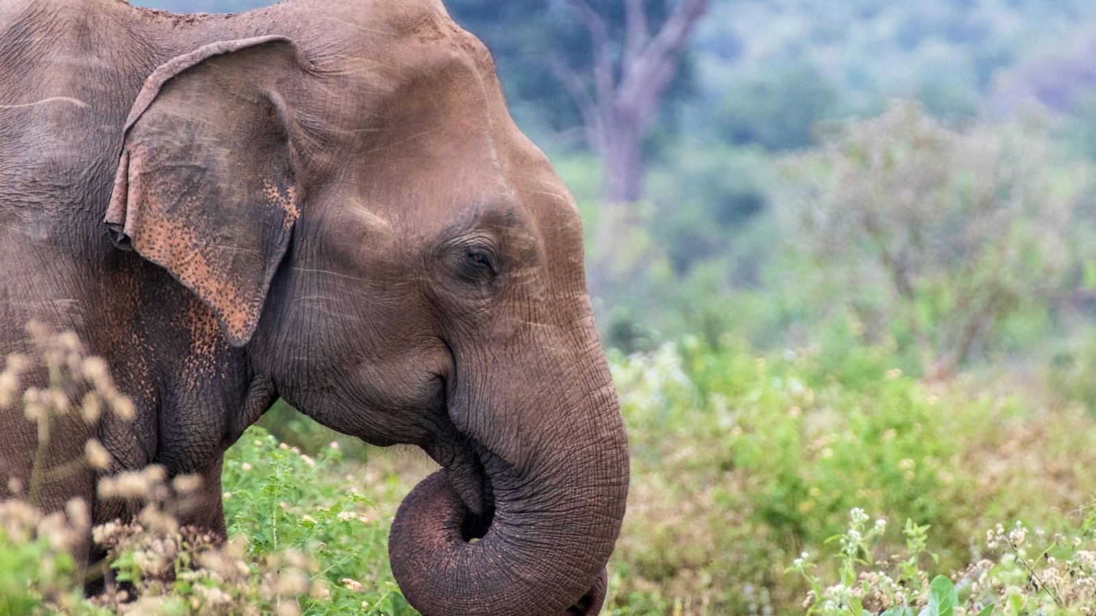 asian-elephant-close-up-sri-lanka-wildlife